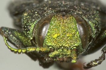 Media type: image;   Entomology 8116 Aspect: head frontal view